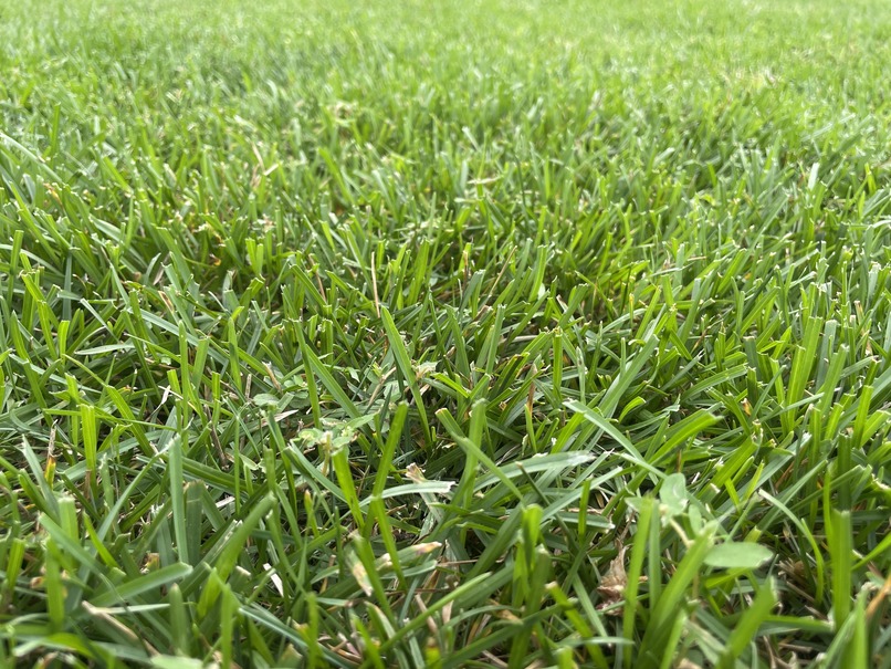 Grass Image